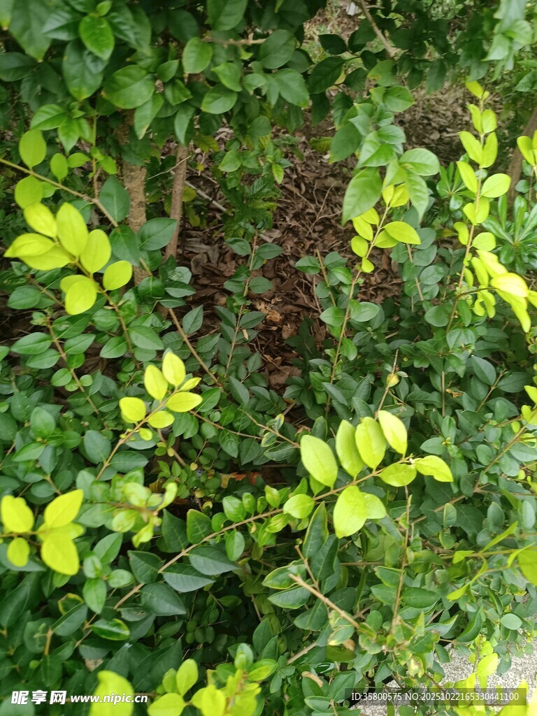 翠绿繁茂的植物景观