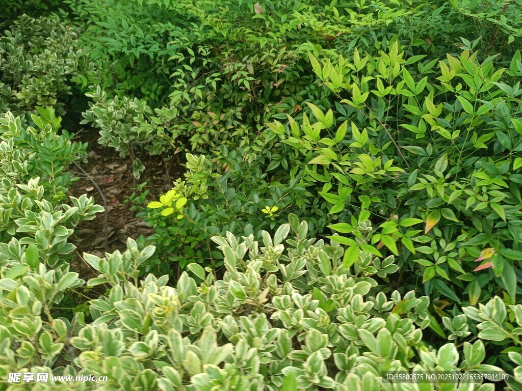 繁茂绿植景观