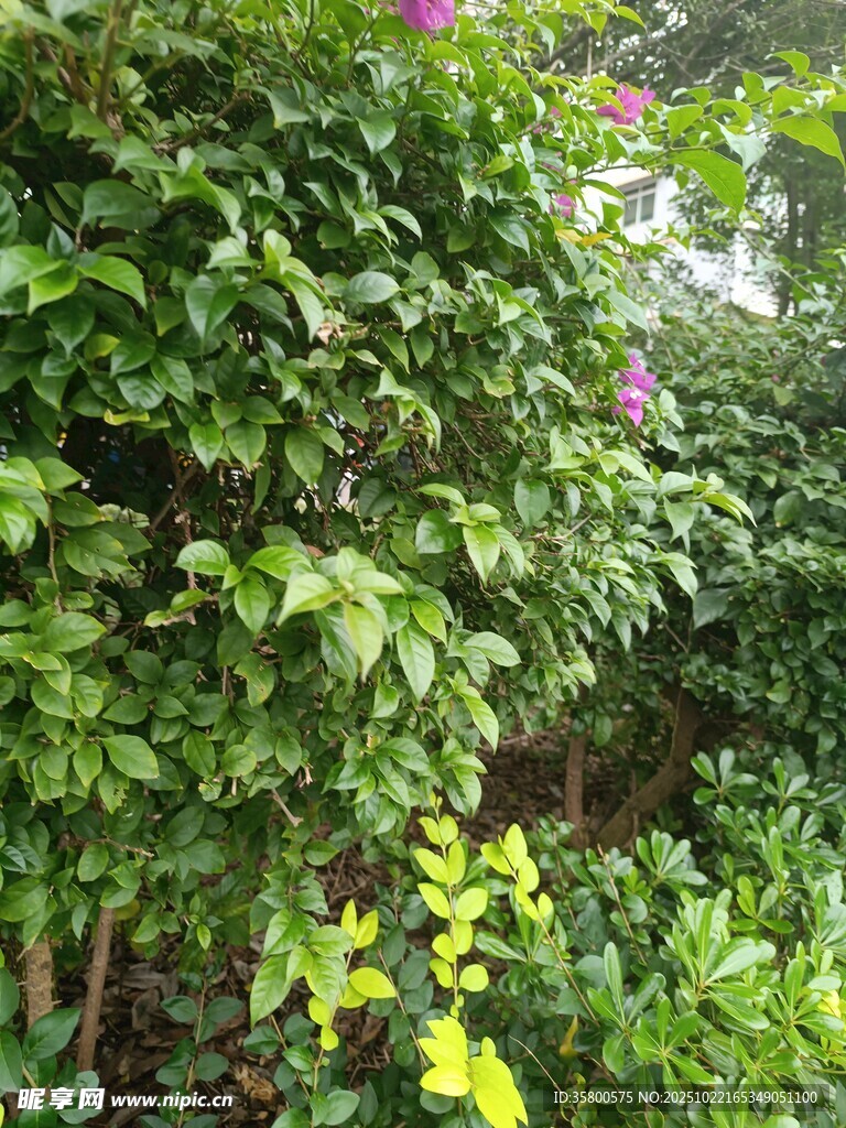 繁茂绿植景观