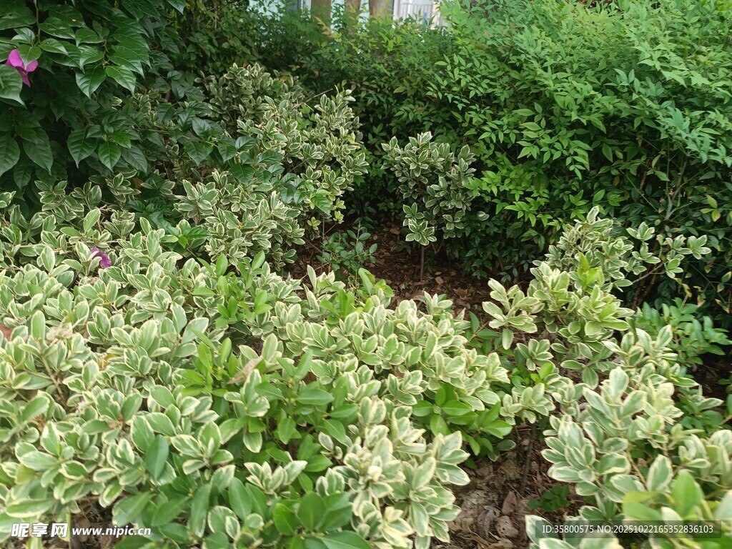 繁茂绿植景观