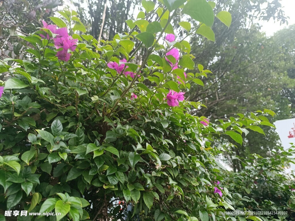 绿叶丛中绽放的娇艳花朵
