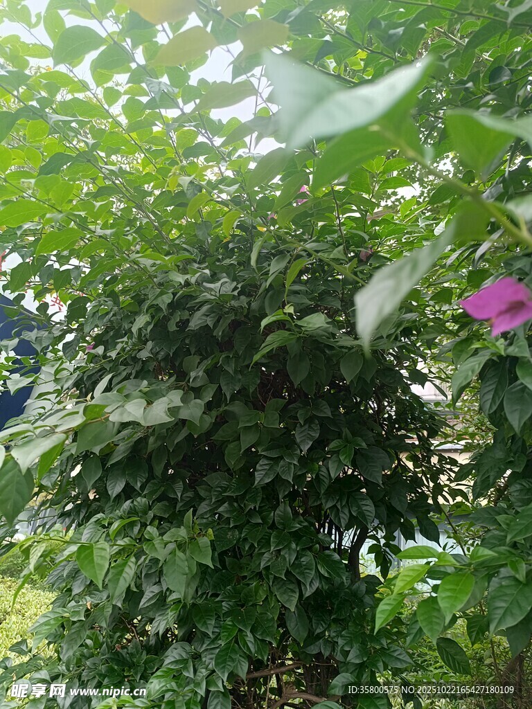 繁茂绿植中的娇艳花朵