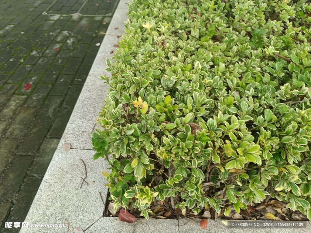 路边翠绿繁茂的低矮植物