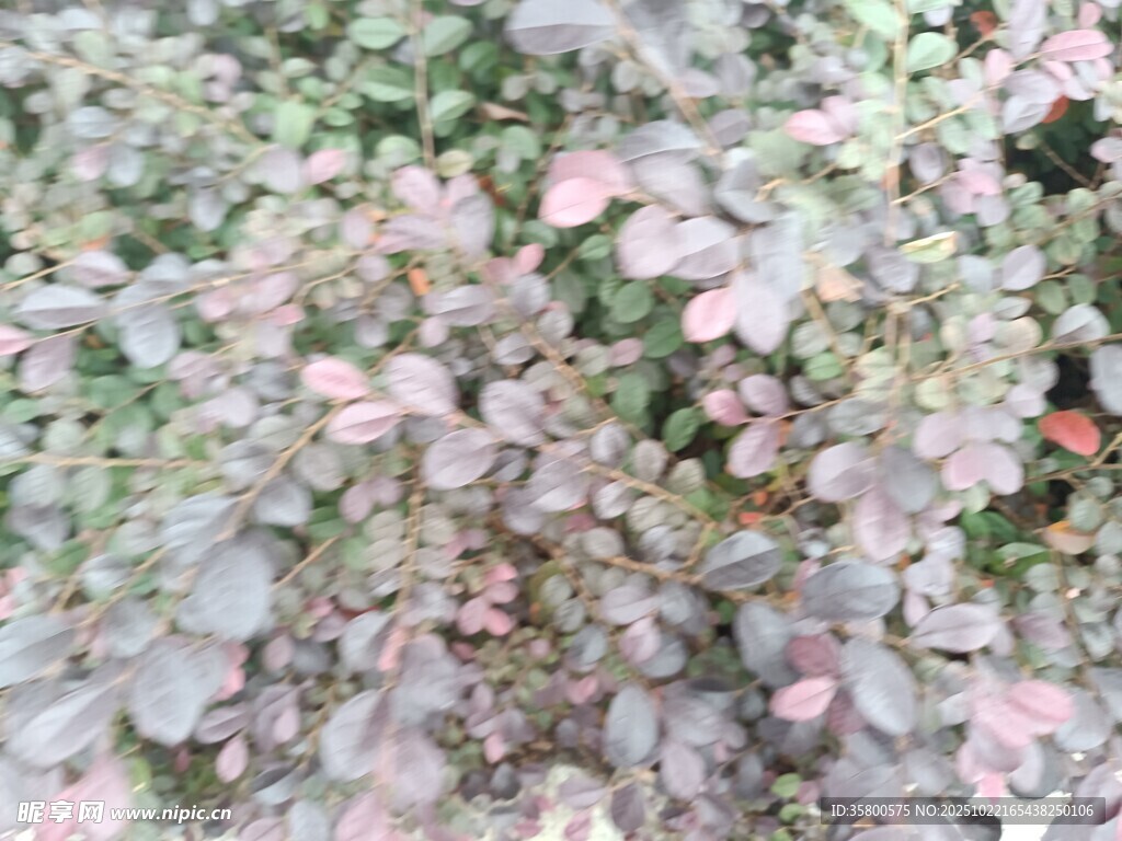 粉色花卉植物特写