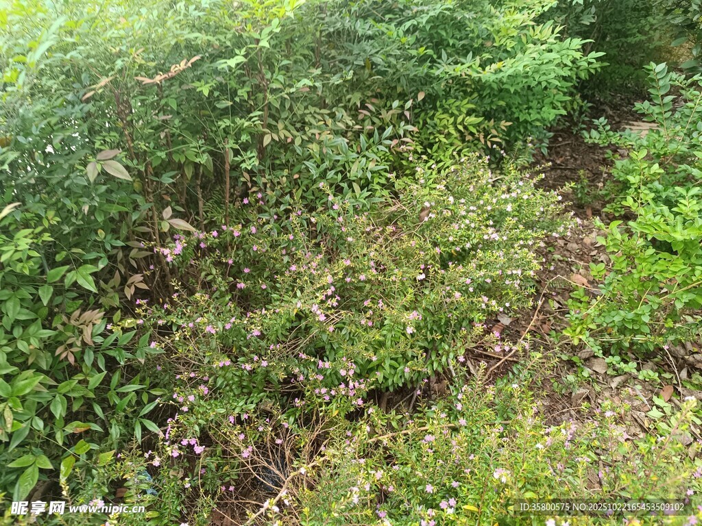 野外繁茂的绿色植物景观