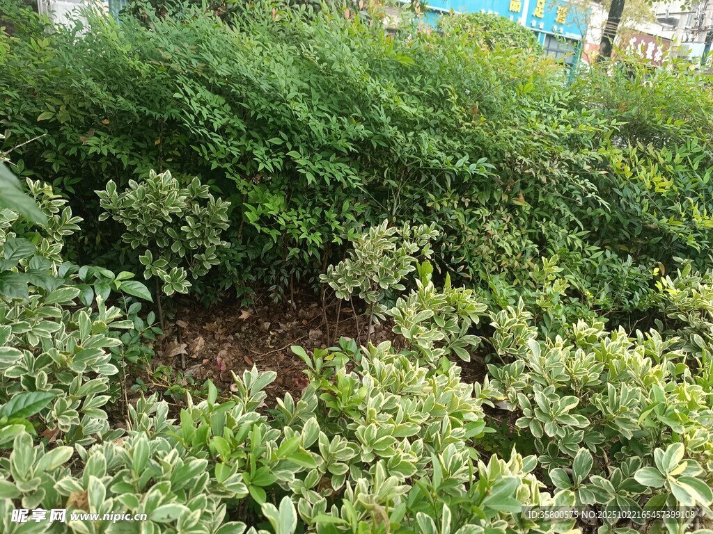 绿意盎然的植物景观