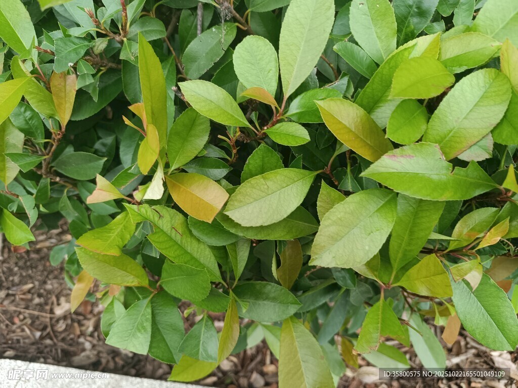 绿叶植物特写
