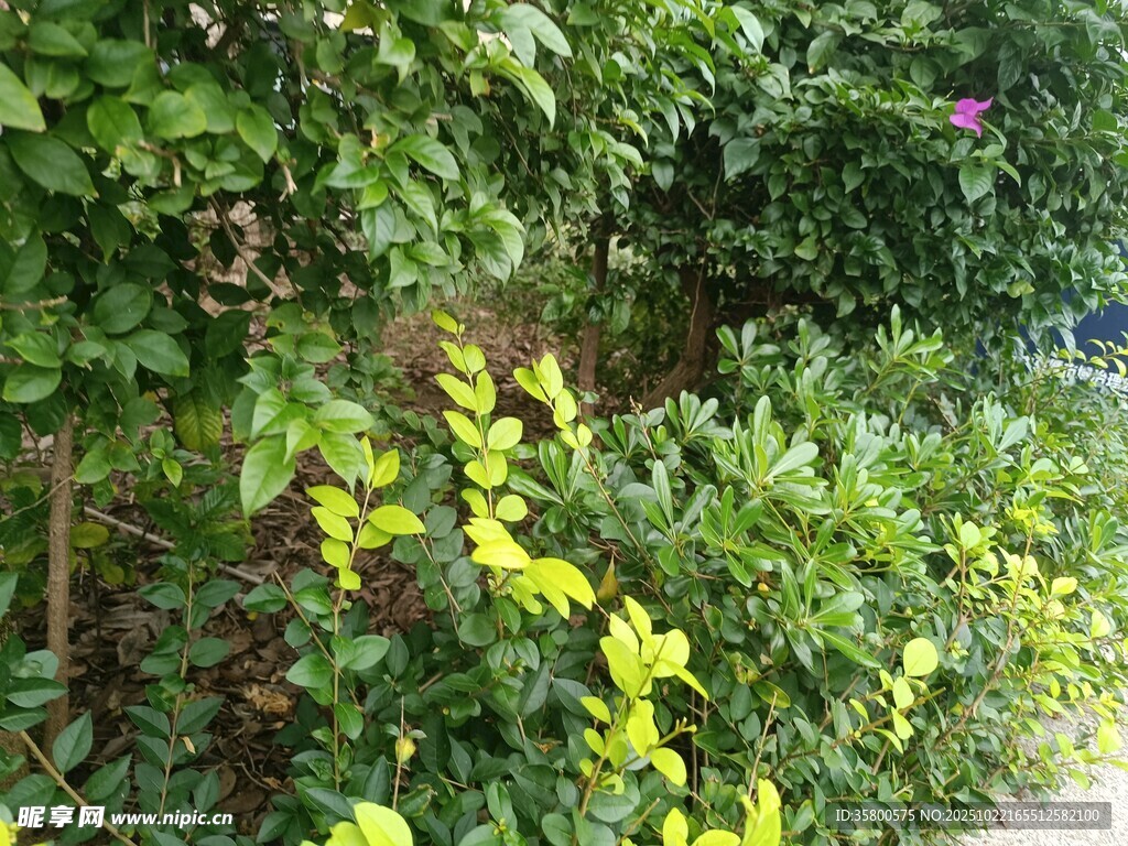 绿叶繁茂的路边植物景观
