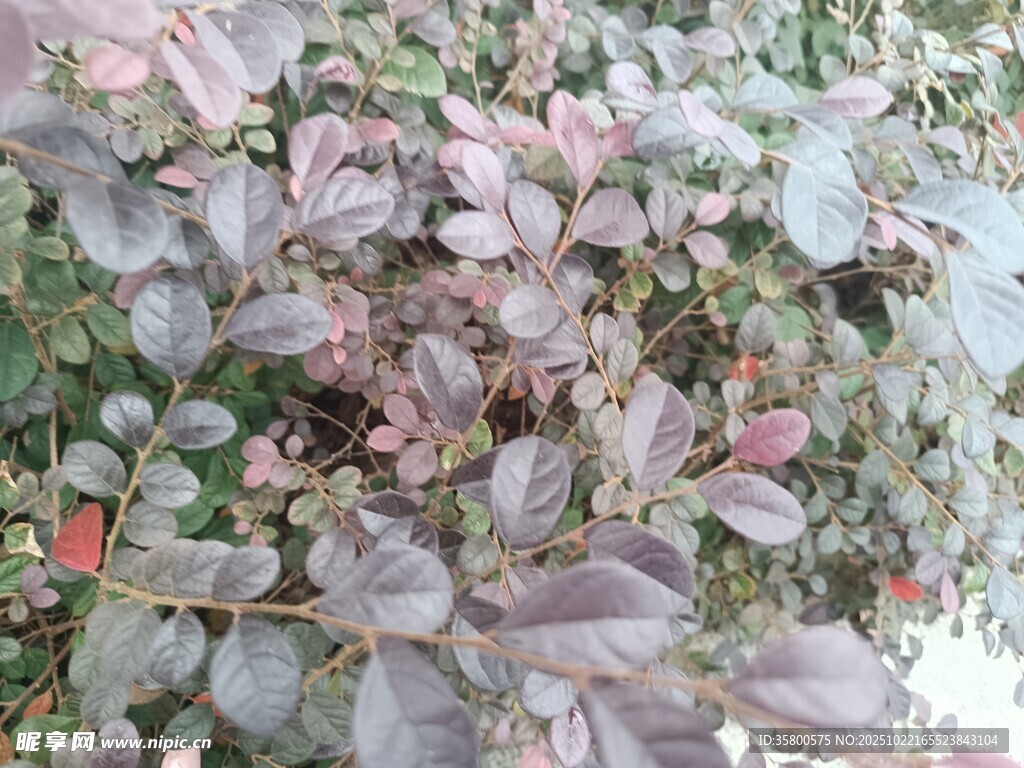 粉紫色叶片植物特写