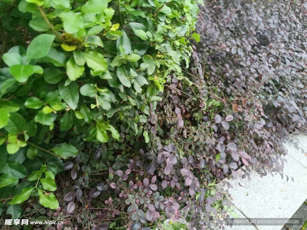 多彩植物景观