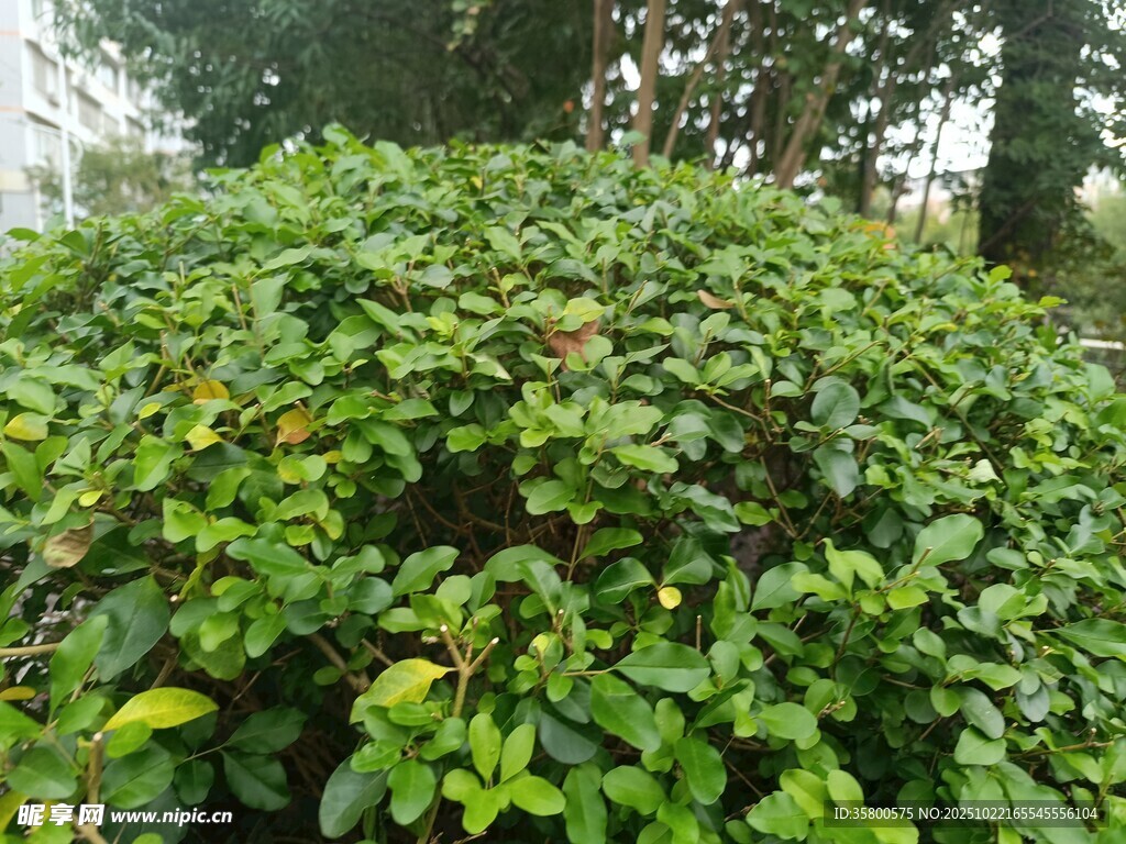 翠绿繁茂的丛生植物