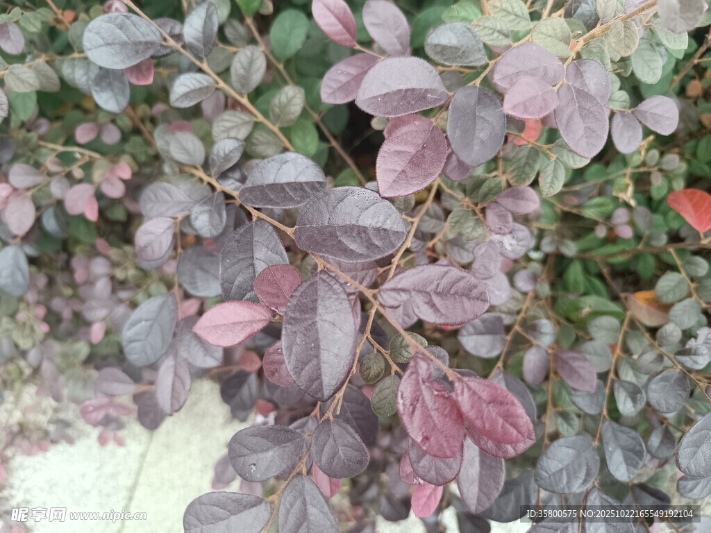 紫叶植物特写