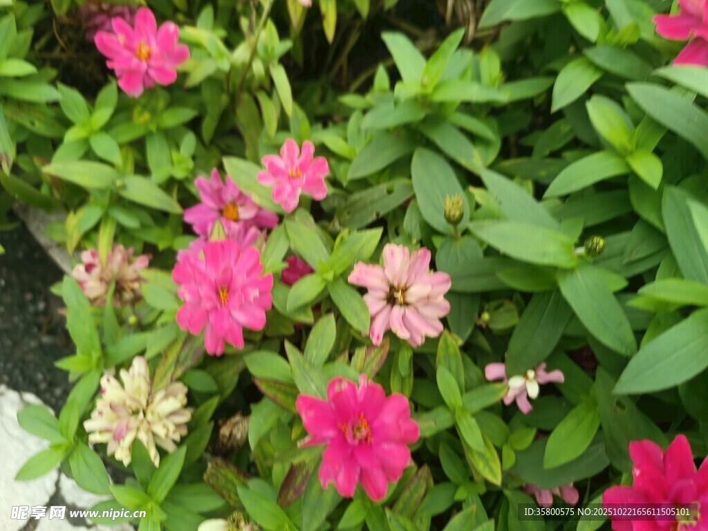 娇艳粉色花朵与绿叶相伴