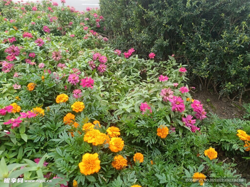 多彩花卉绽放的美丽景致