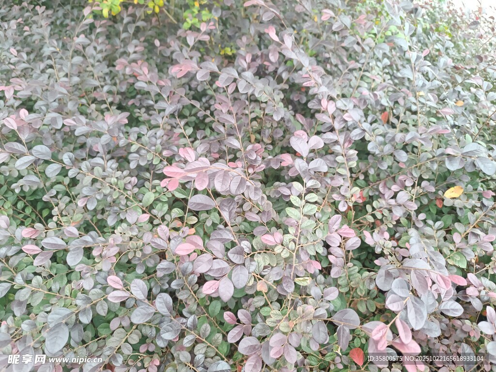 粉色枝叶植物景观