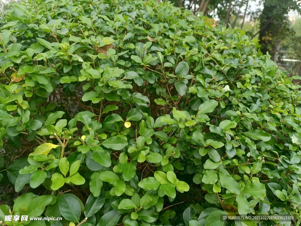 翠绿繁茂的植物景观