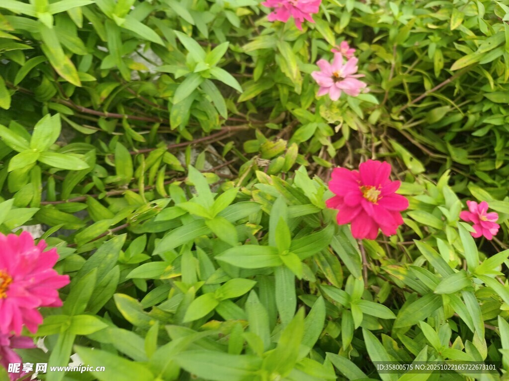 娇艳花丛中的粉色花朵