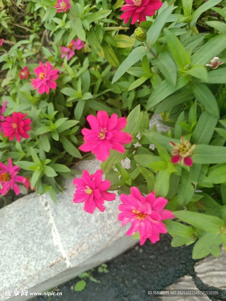 石边绽放的艳丽粉色花朵