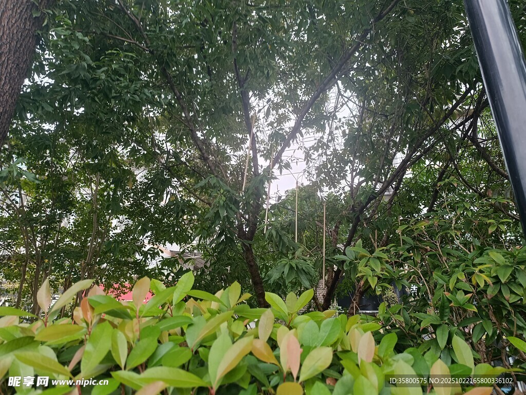 林间绿意盎然的繁茂景象