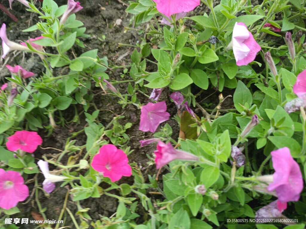 粉色牵牛花绽放于绿叶间