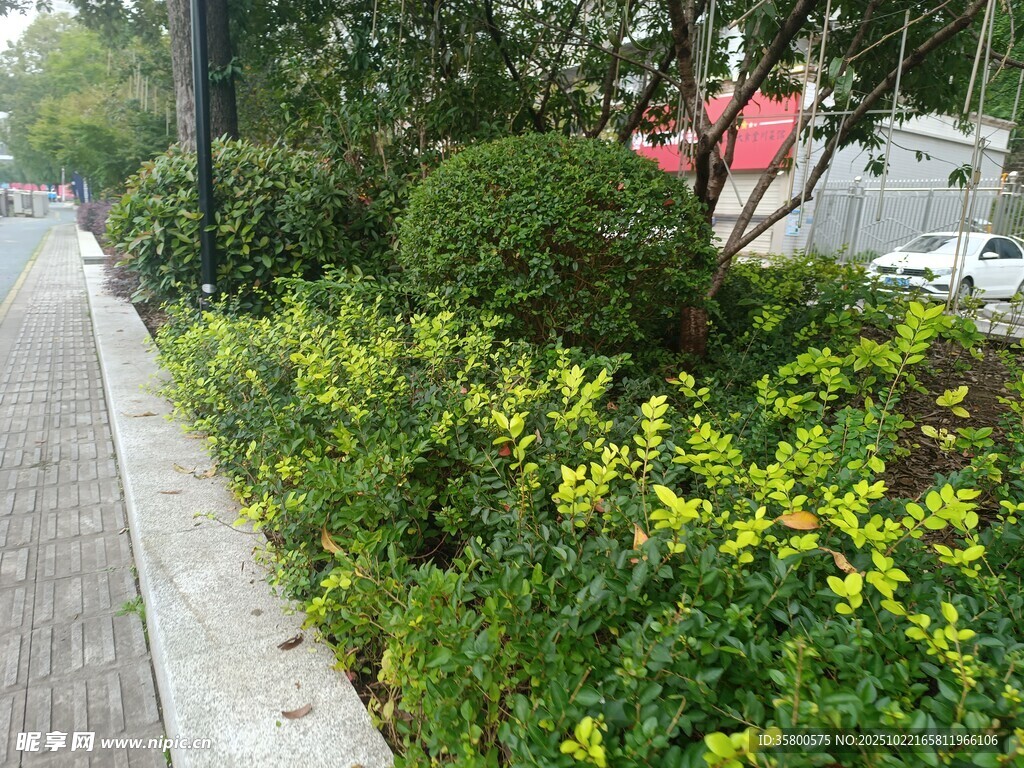 路边多彩绿植景观