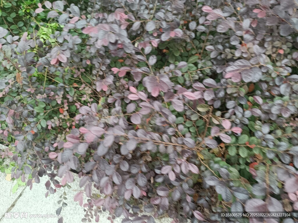 紫叶灌木特写