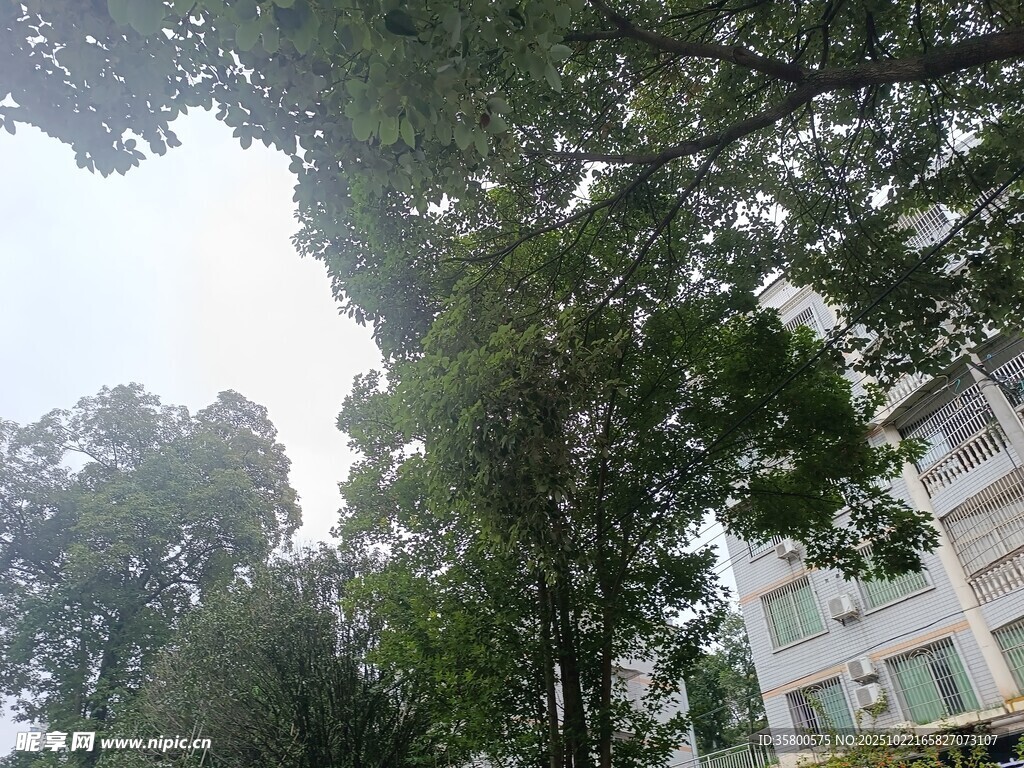 仰视绿树与建筑物