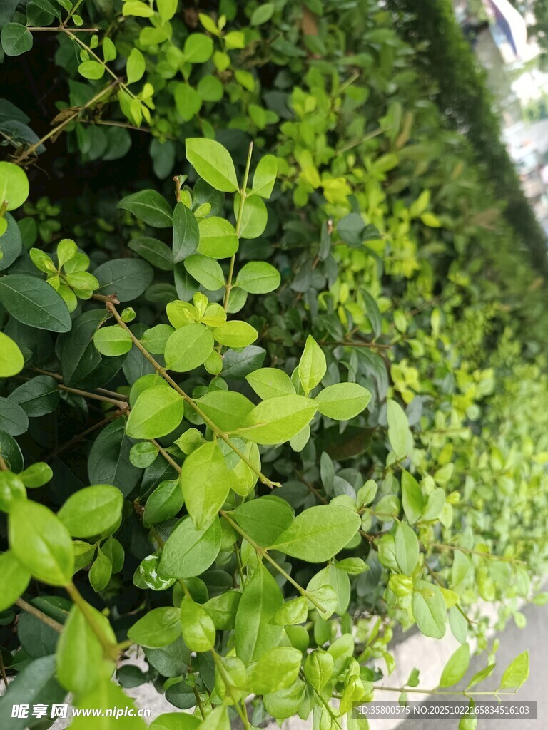 绿意盎然的垂直绿植墙