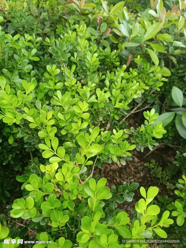 翠绿繁茂的低矮绿植景观