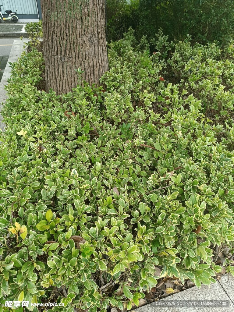 树下繁茂绿植景观