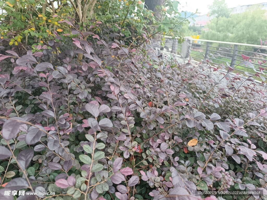 紫叶植物景观