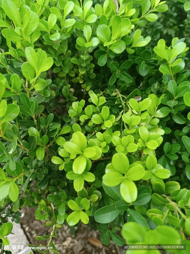 翠绿繁茂的绿色灌木丛