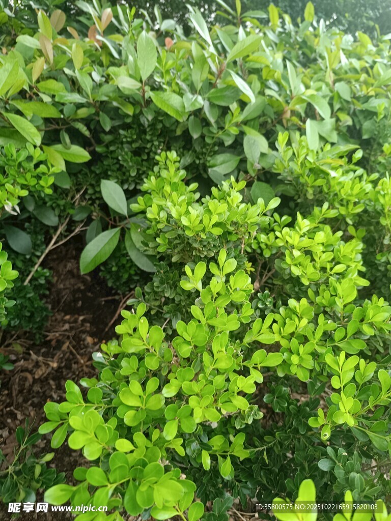 翠绿灌木丛景