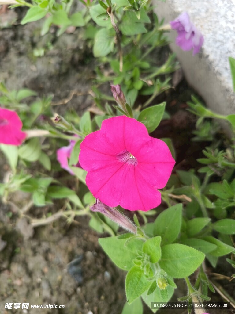娇艳粉色牵牛花绽放