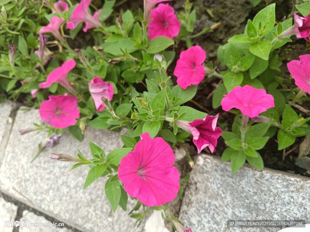 石边绽放的娇艳粉色花朵