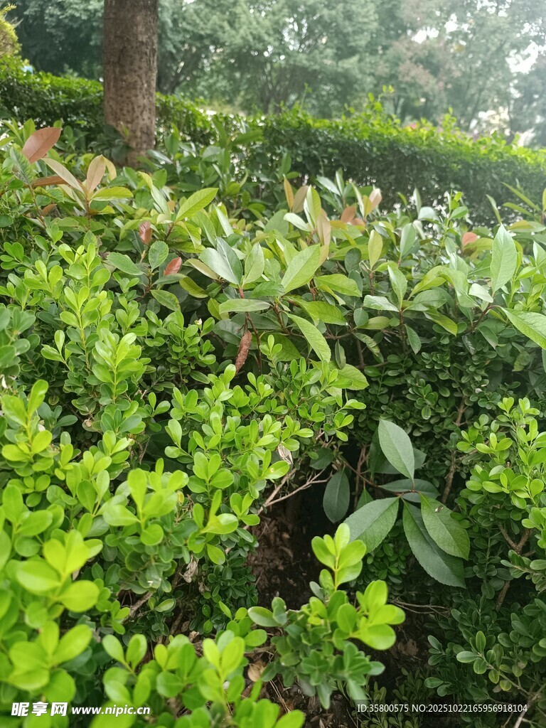 绿意盎然的灌木丛景观