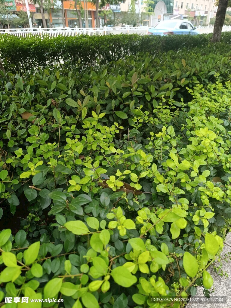 翠绿繁茂的灌木丛景观