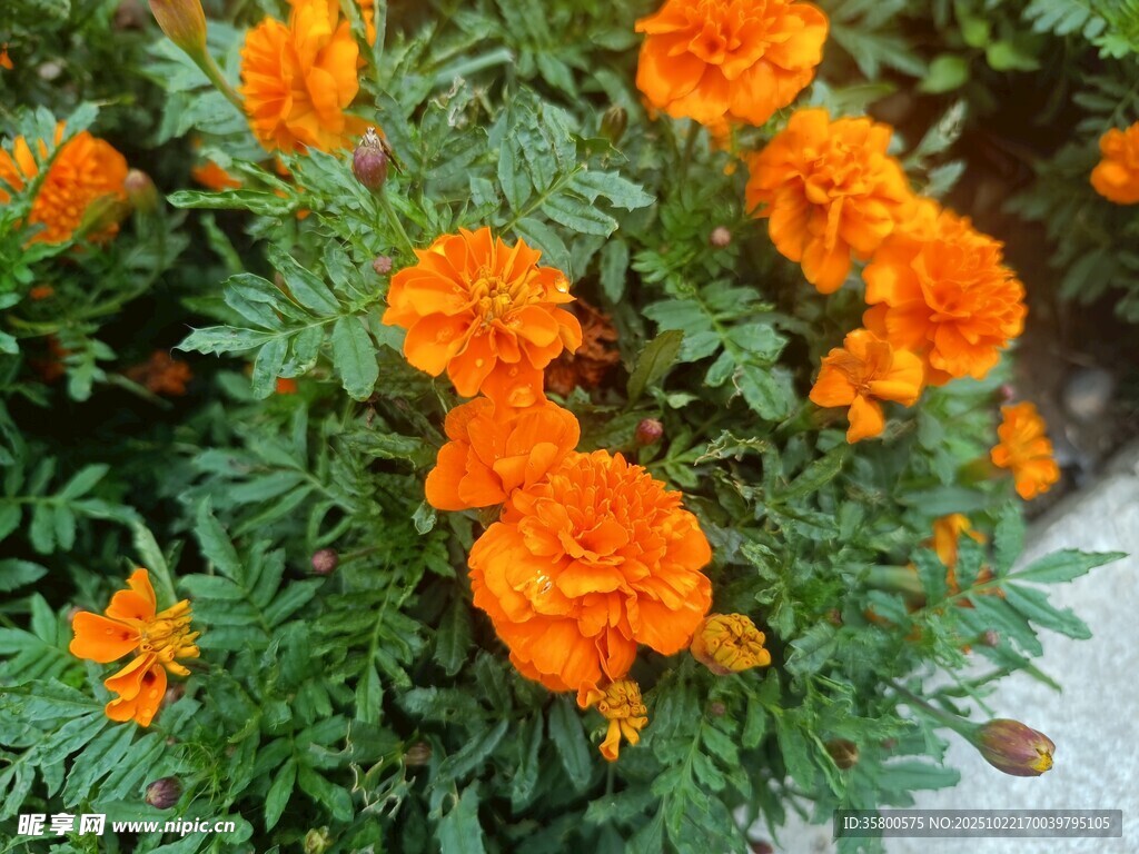 鲜艳橙色万寿菊绽放