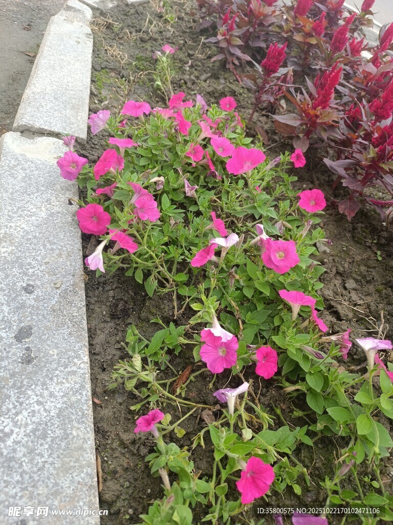 路边绽放的粉色矮牵牛花