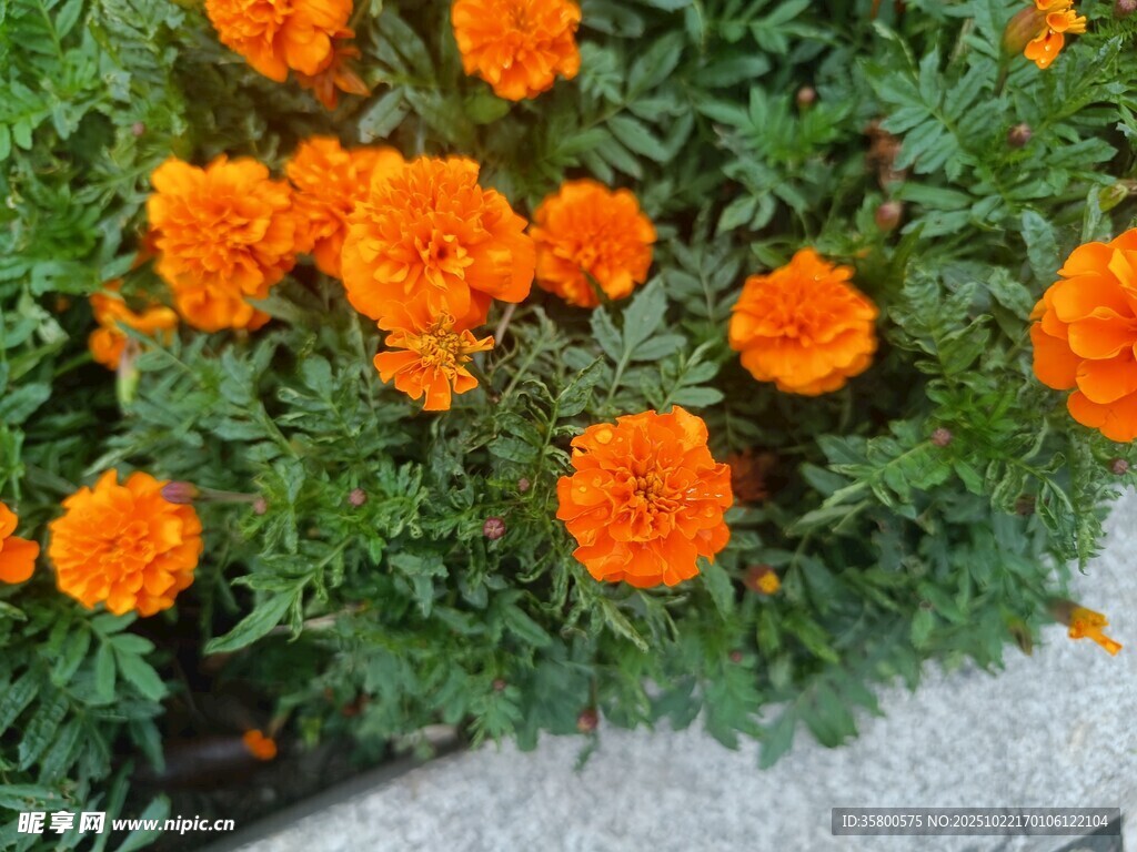 鲜艳橙色万寿菊绽放