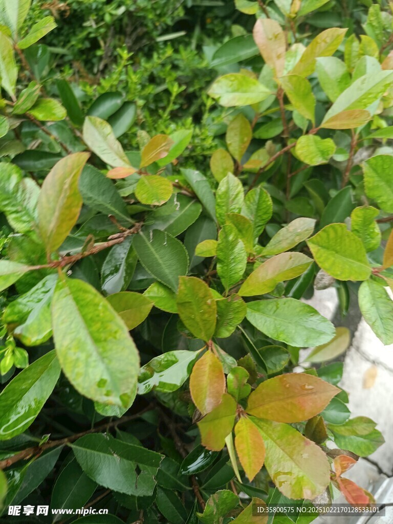 翠绿繁茂的绿叶植物