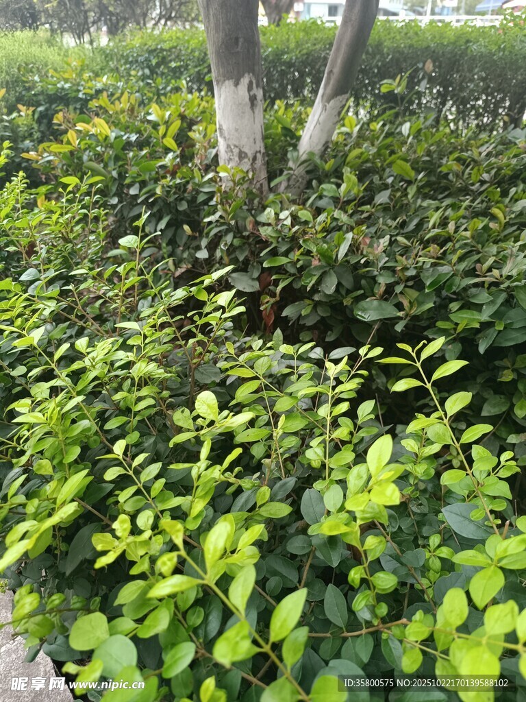 绿意盎然的灌木丛景观