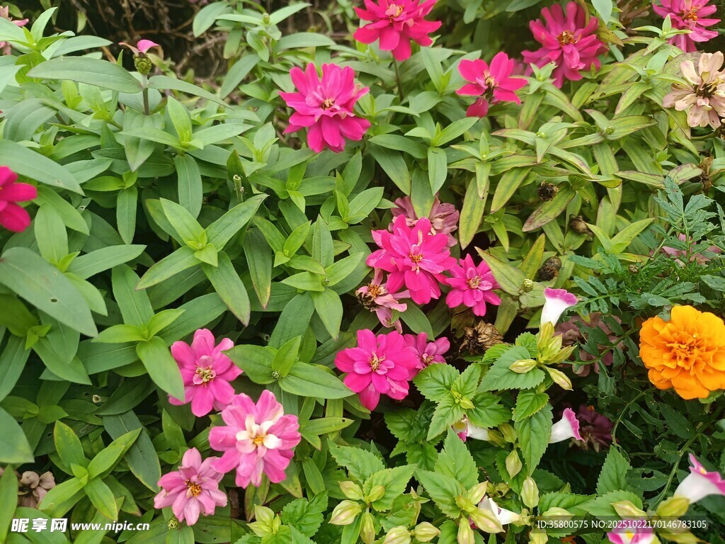 多彩花卉绽放生机
