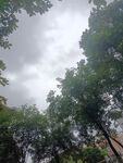 阴天树林景象