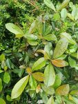绿叶植物特写