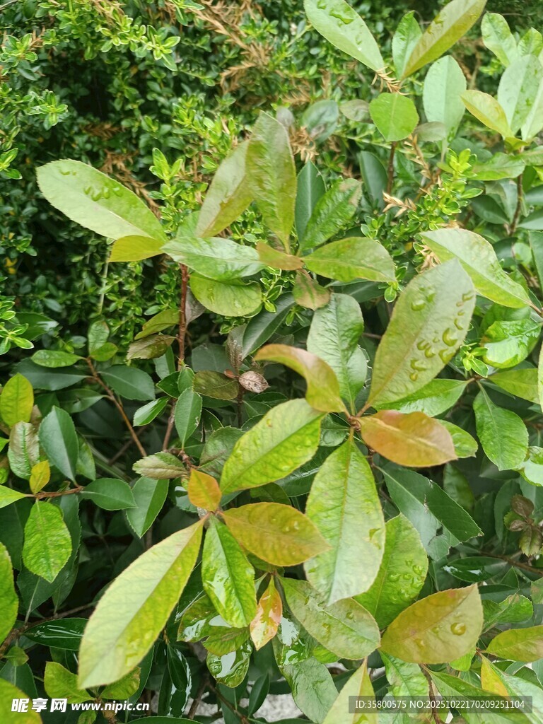 绿叶植物特写