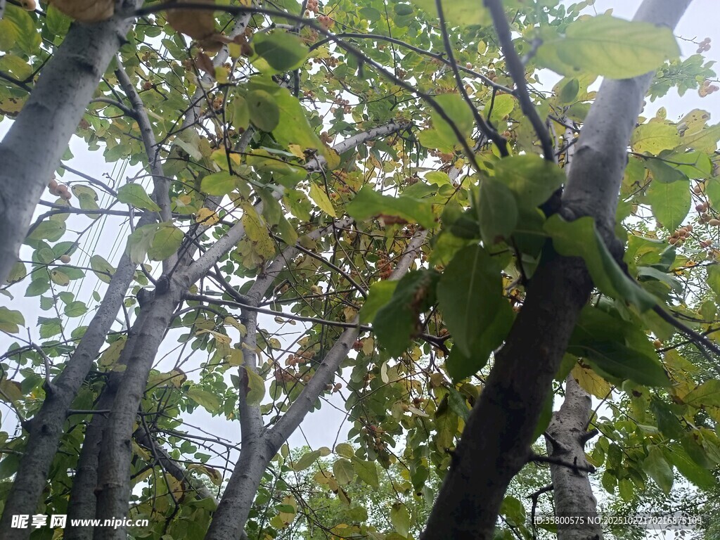 仰视茂密树林枝叶