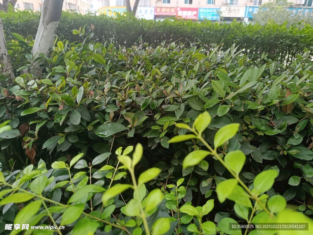 绿意盎然的灌木丛景观