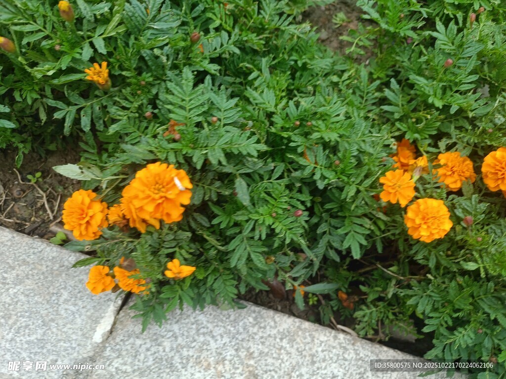 路边绽放的鲜艳橙色花朵
