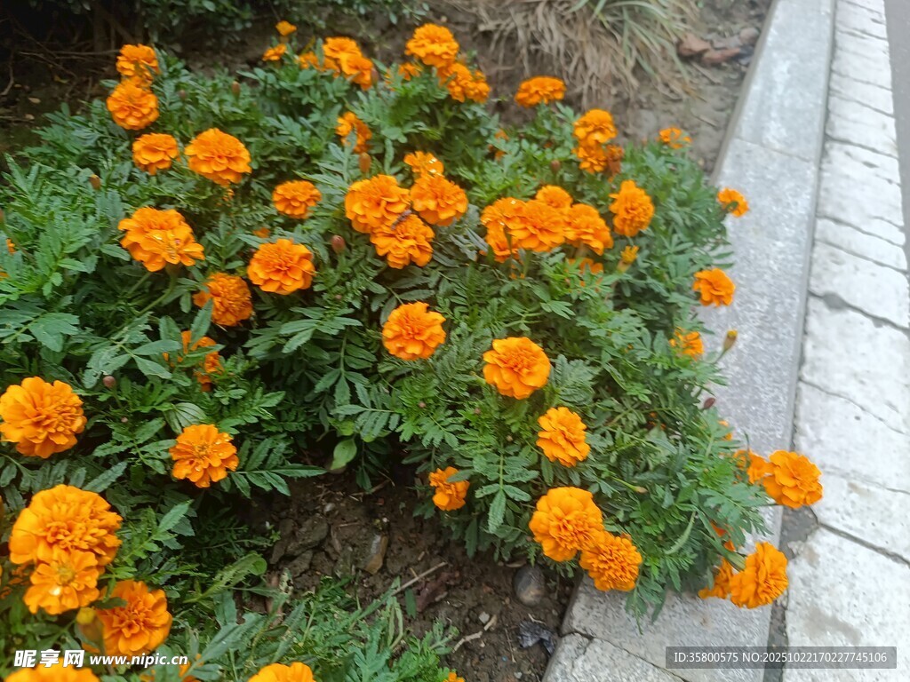 路边绽放的橙色万寿菊